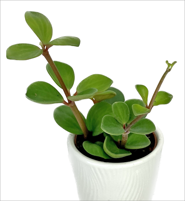Peperomia 'Round Jade'